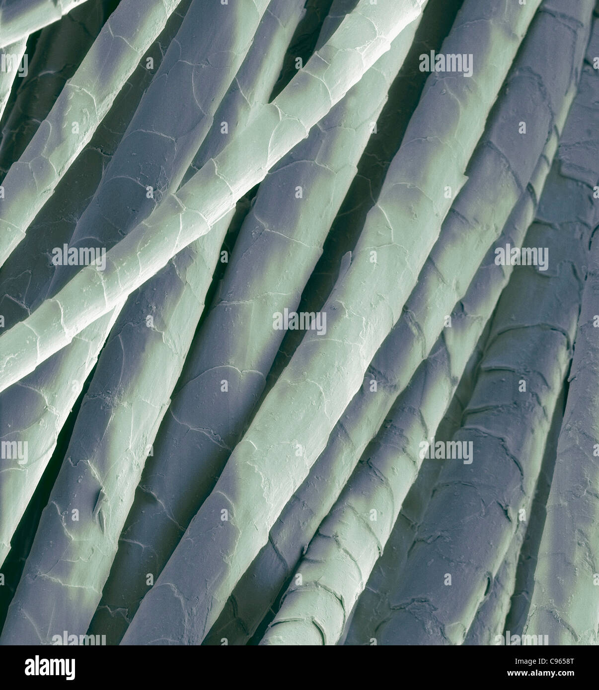 Cashmere wool fibres coloured scanning electron micrograph (SEM). Magnification: x500 when printed at 10 centimetres wide. Stock Photo