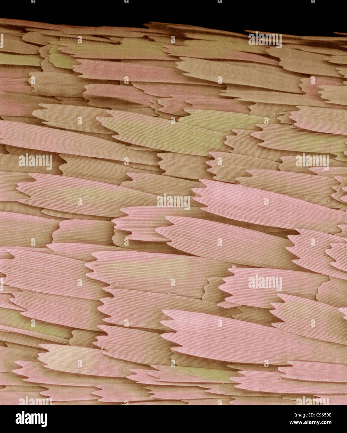 Clothes moth scales, SEM Stock Photo