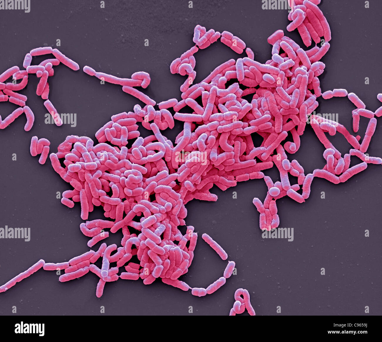 Lactobacillus casei bacteria, SEM Stock Photo