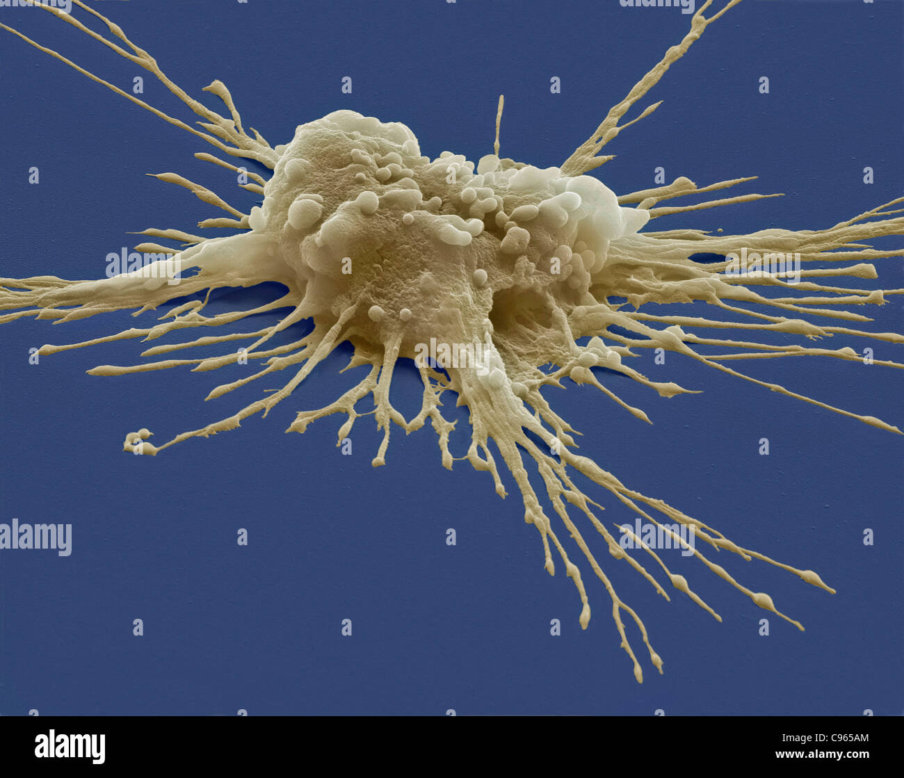 Pluripotent stem cell, SEM Stock Photo