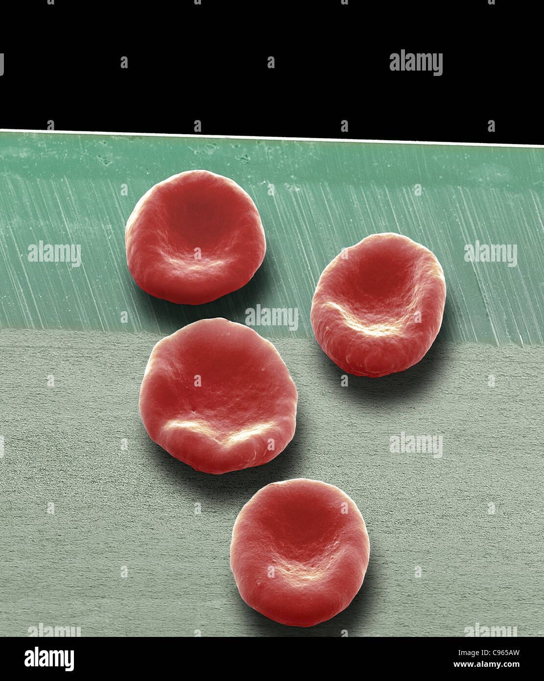 Red blood cells, SEM Stock Photo