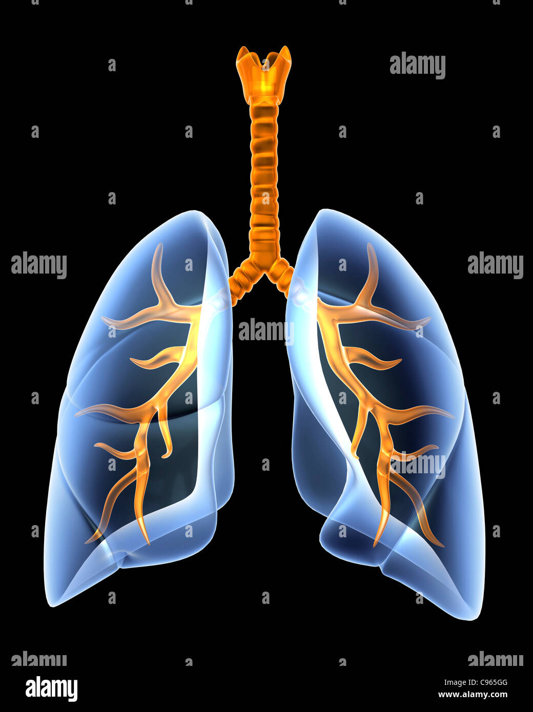 Lungs and bronchial tree, artwork Stock Photo
