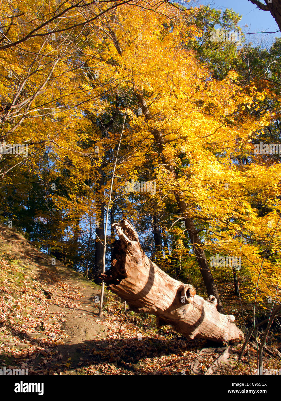 Fallen tree in Autumn. Stock Photo