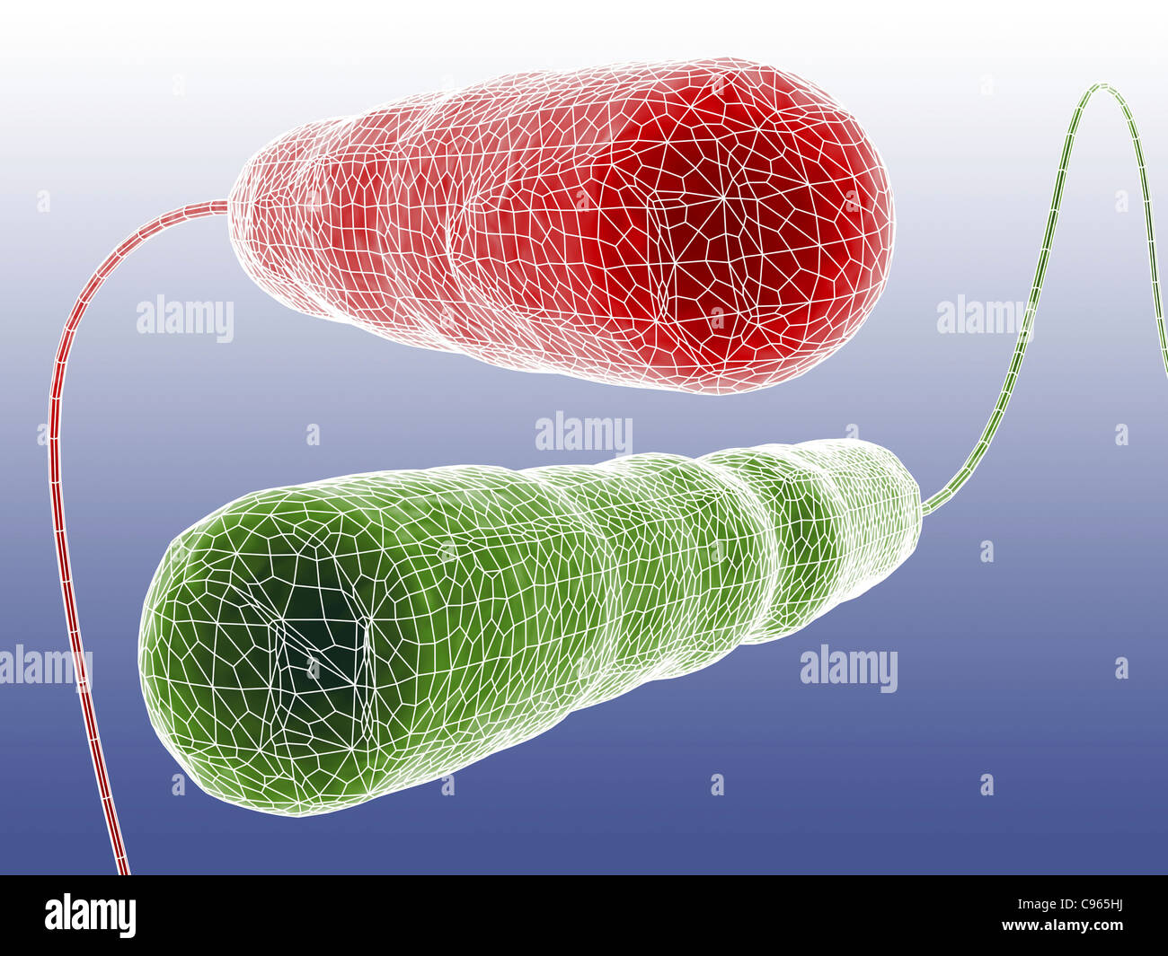 Computer artwork depicting two bacteria in wireframe style. Stock Photo