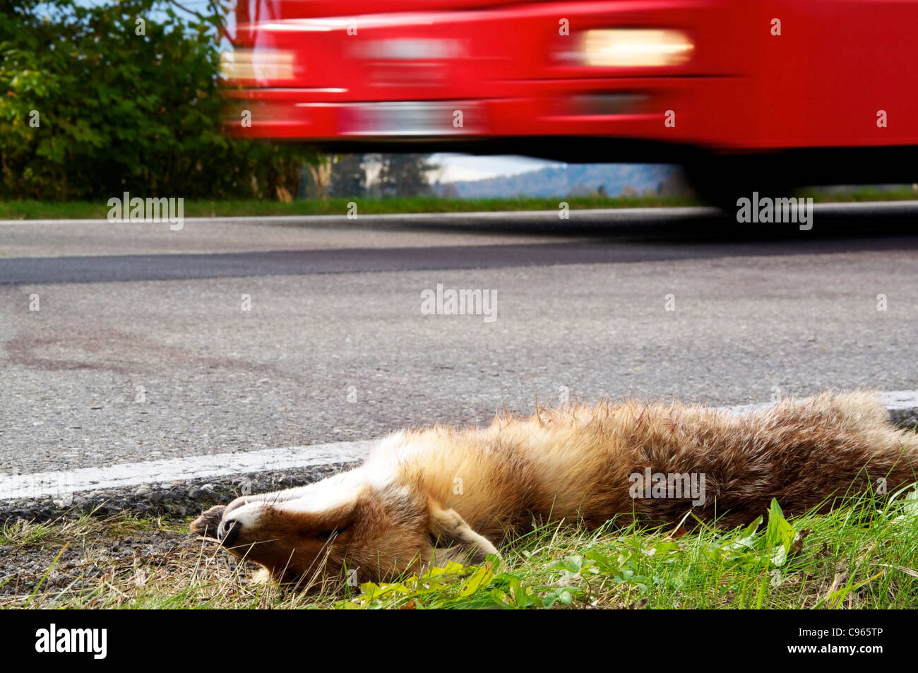 Bus driving past a roadkill fox. Stock Photo
