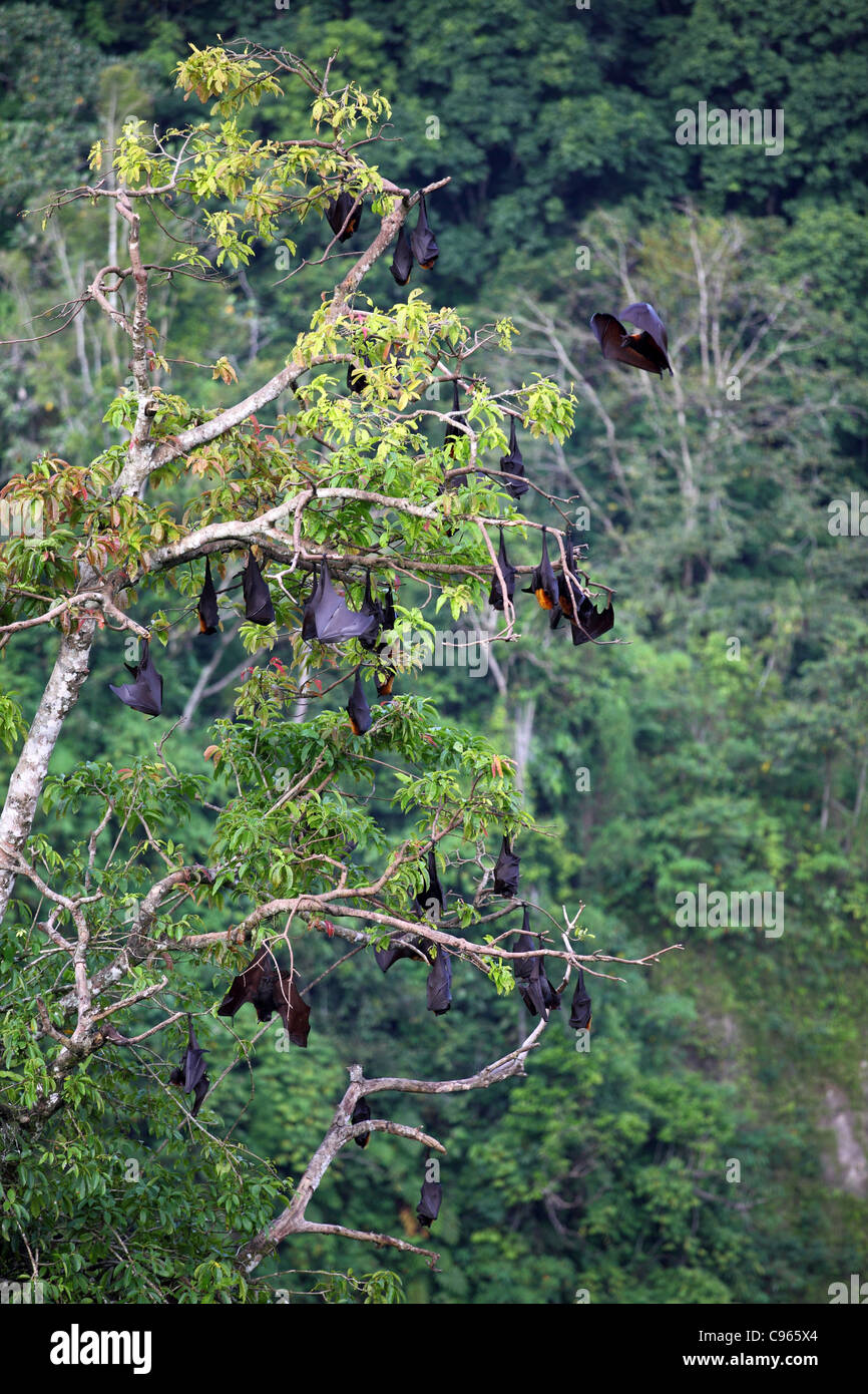 Flying fox (fruit bats) in the Sianok Canyon in West Sumatra. Bukittinggi, West Sumatra, Indonesia, Southeast Asia, Asia Stock Photo