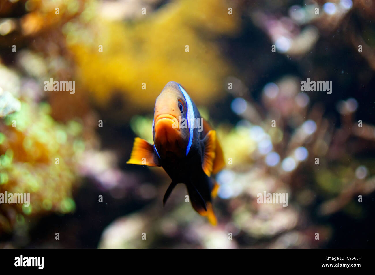 Clown Fish looking at the camera Stock Photo