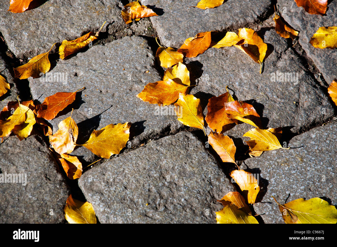 Fallen down leaves on cobblestone in autumn Stock Photo - Alamy