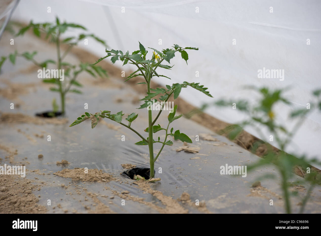 Row of seedlings in a greenhouse  Stock Photo