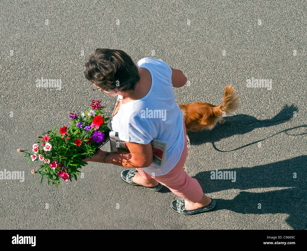 Woman dog road crossing hi-res stock photography and images - Alamy Woman dog road crossing hi-res stock photography and images - Alamy