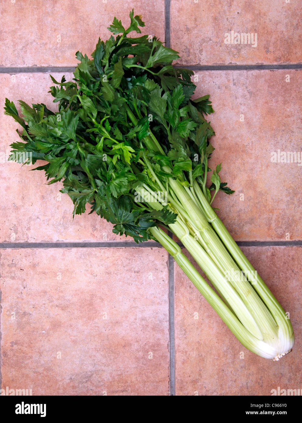 Head Of Celery High Resolution Stock Photography and Images Alamy Head Of Celery High Resolution Stock Photography and Images Alamy