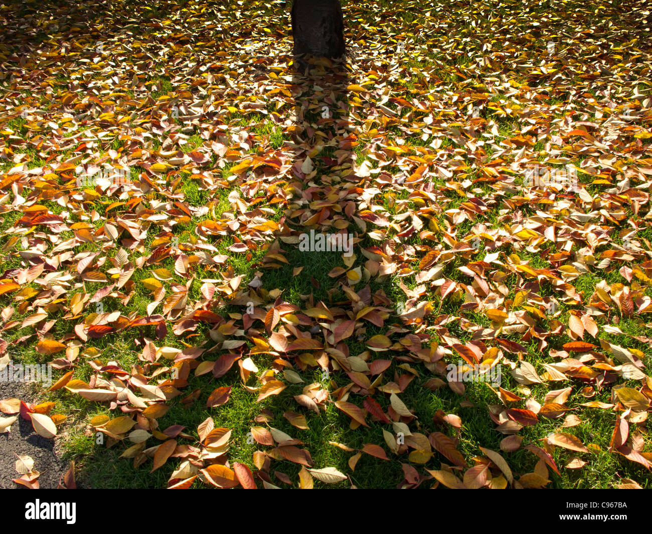 Autumn leafs blanketing ground. Stock Photo
