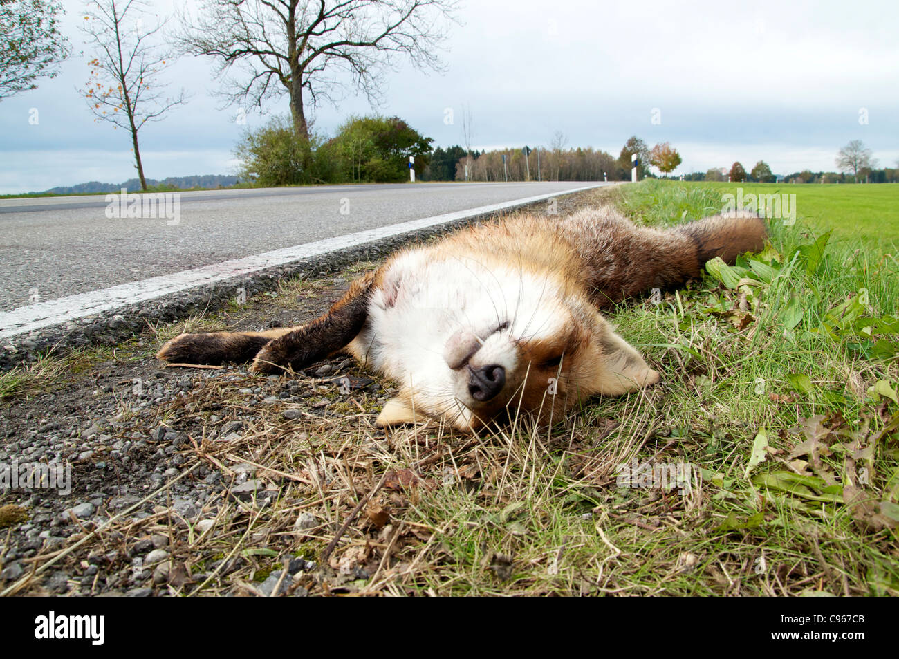 Roadkill Fox Stock Photo