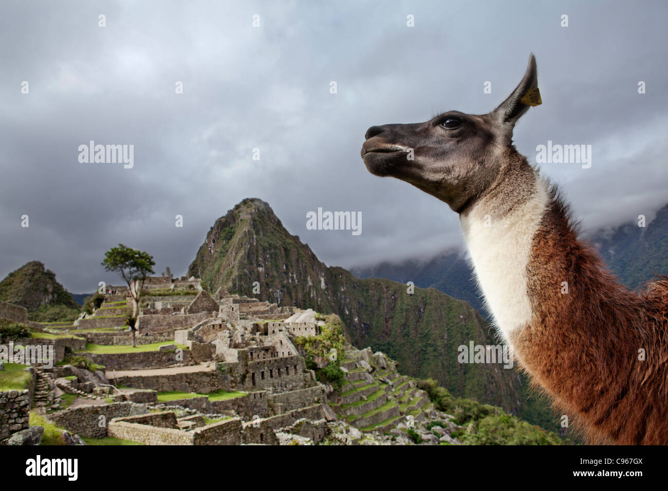 Llama at ancient Inca ruins of Machu Picchu, the most known tourist site in Andes mountains, Peru. Stock Photo