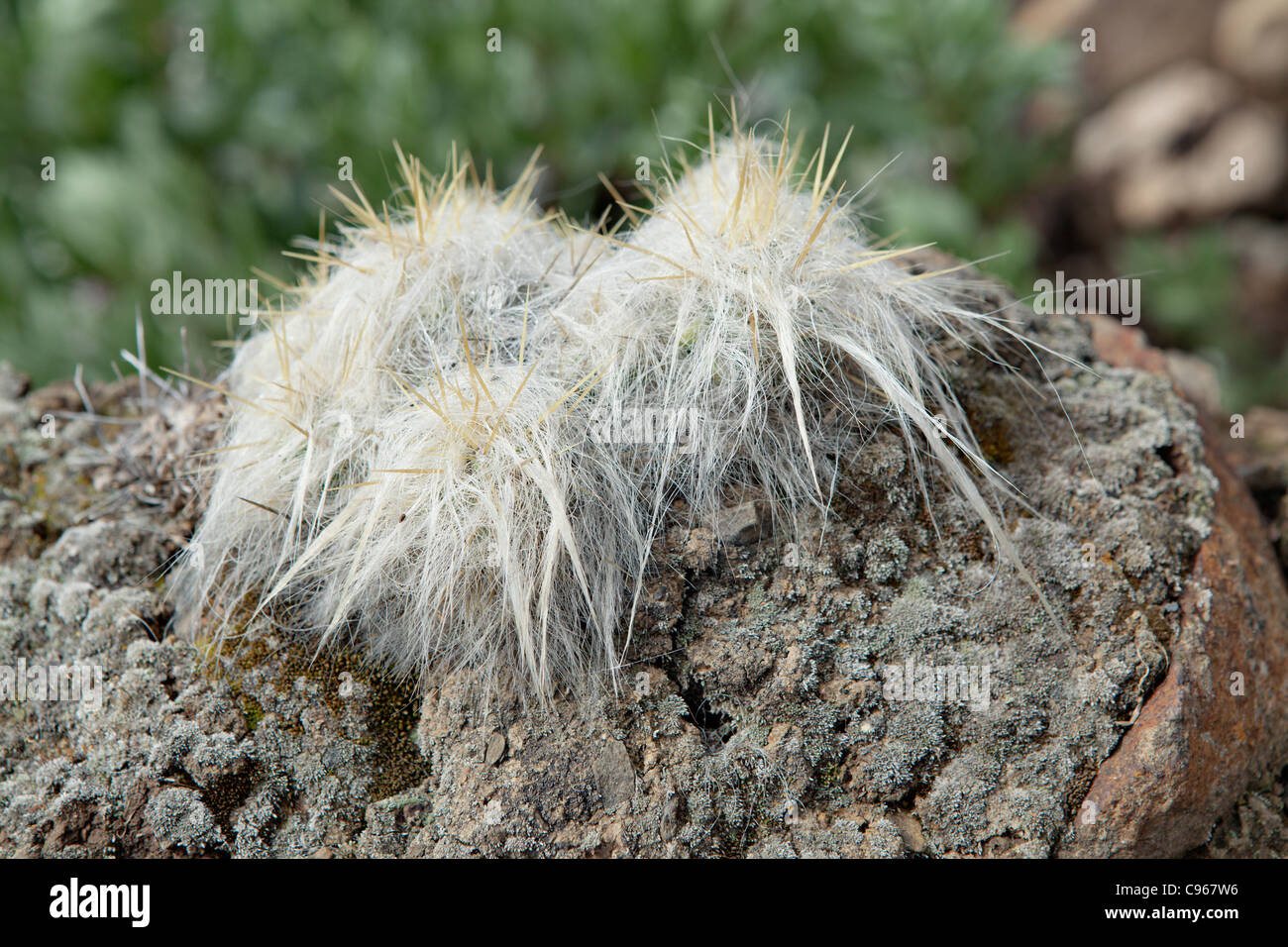 Cactus planted on potatoe field fence in Pampallaqta village, Andes mountains, Peru. Stock Photo