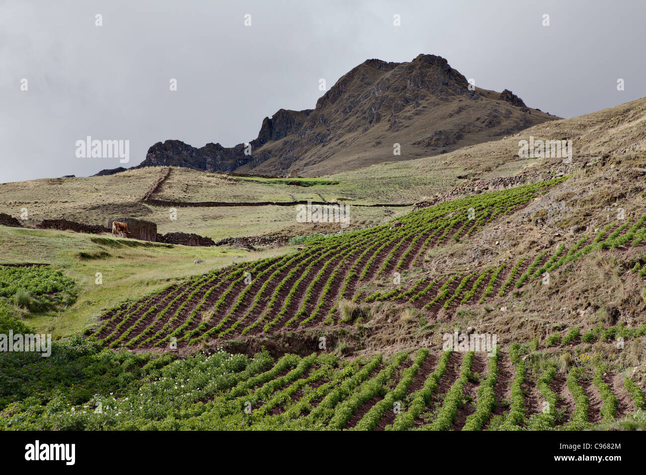 Potato fields near Pampallaqta village, Andes mountains, Peru. Stock Photo