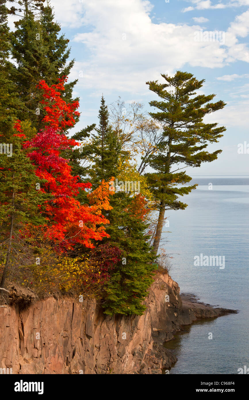 A brilliant red maple tree on the North shore of Lake Superior near Lutsen, Minnesota, USA Stock