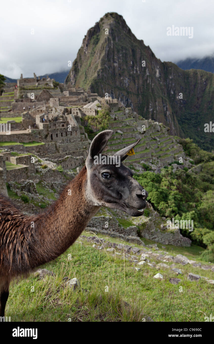 Llama at ancient Inca ruins of Machu Picchu, the most known tourist site in Andes mountains, Peru. Stock Photo