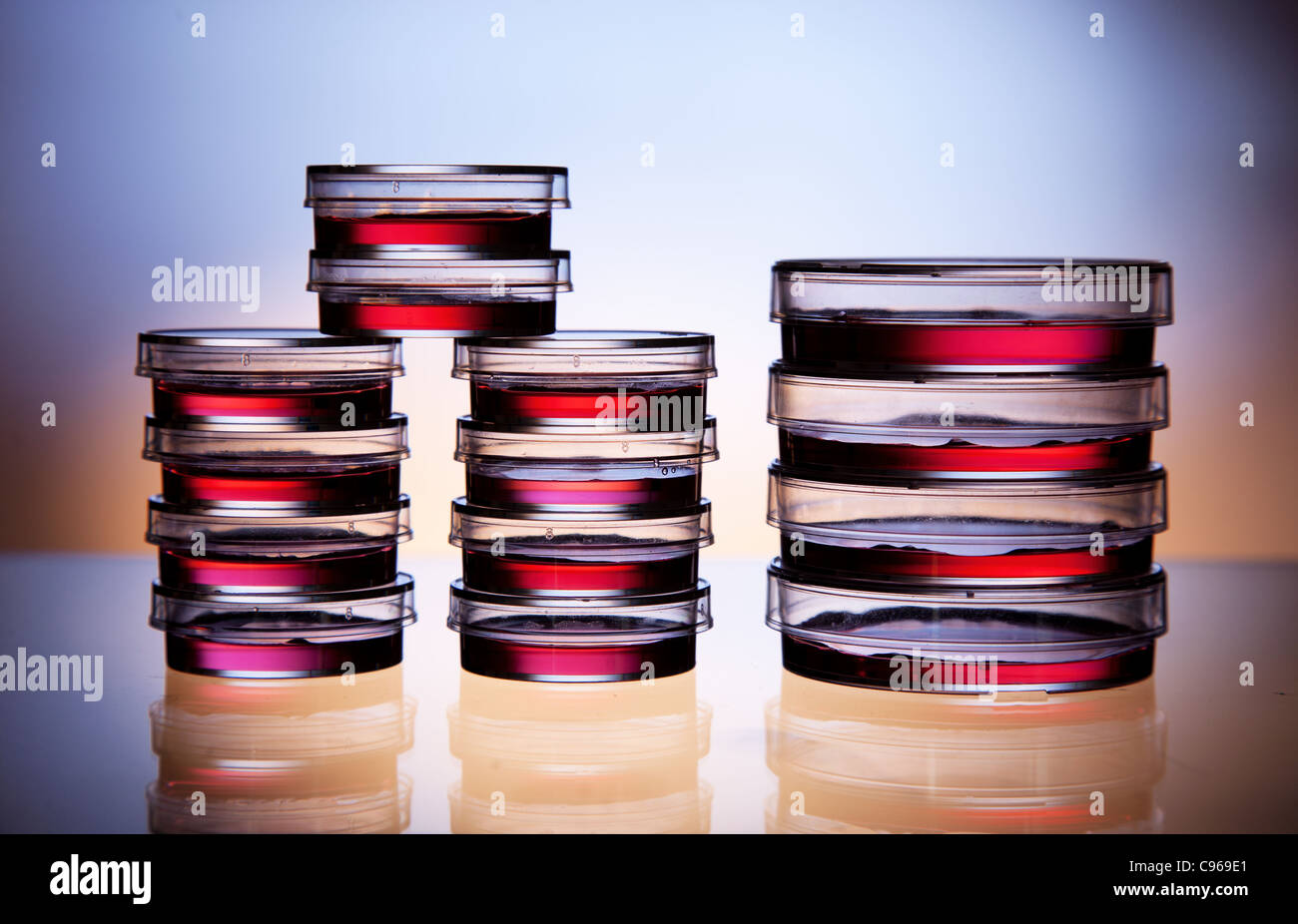 Petri dishes used to make agar plates for microbiology studies Stock