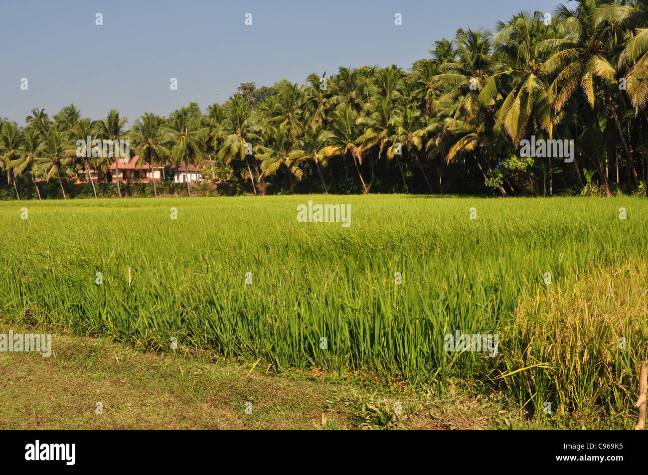 Paddy fields of Kerala, India Stock Photo Alamy