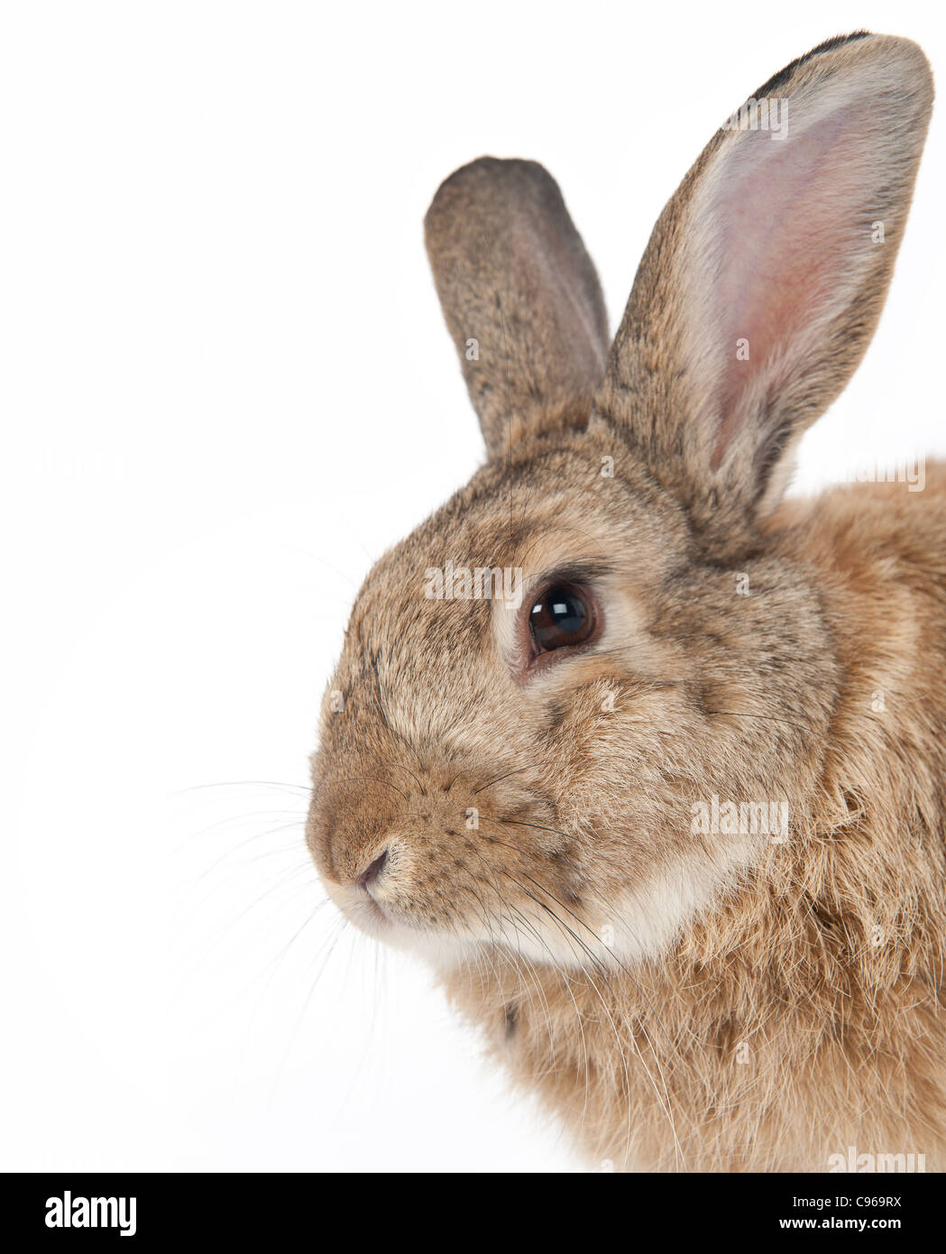 Portrait isolated single domestic rabbit in a studio Stock Photo Alamy