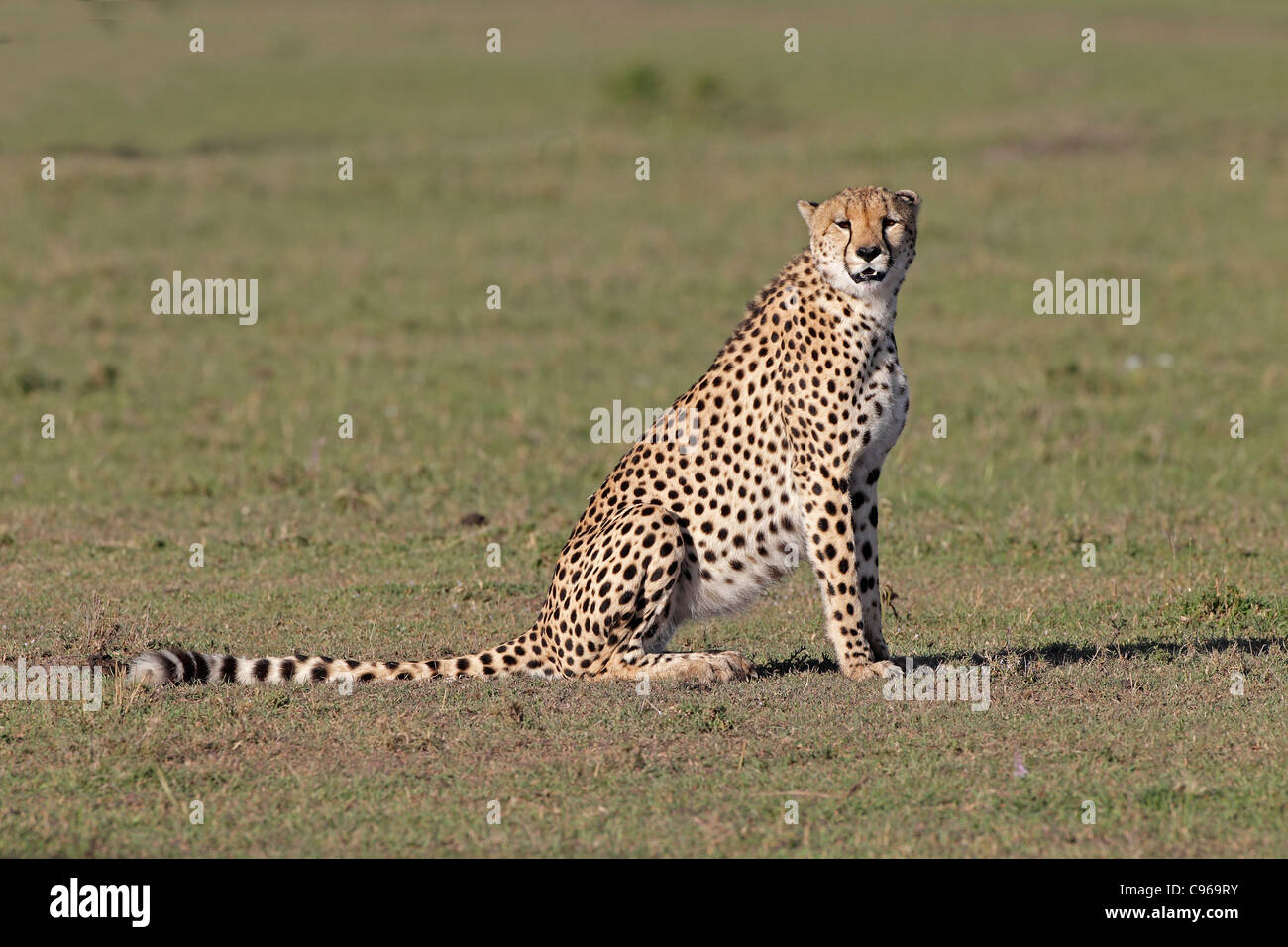 Cheetah sitting with tail outstretched Stock Photo
