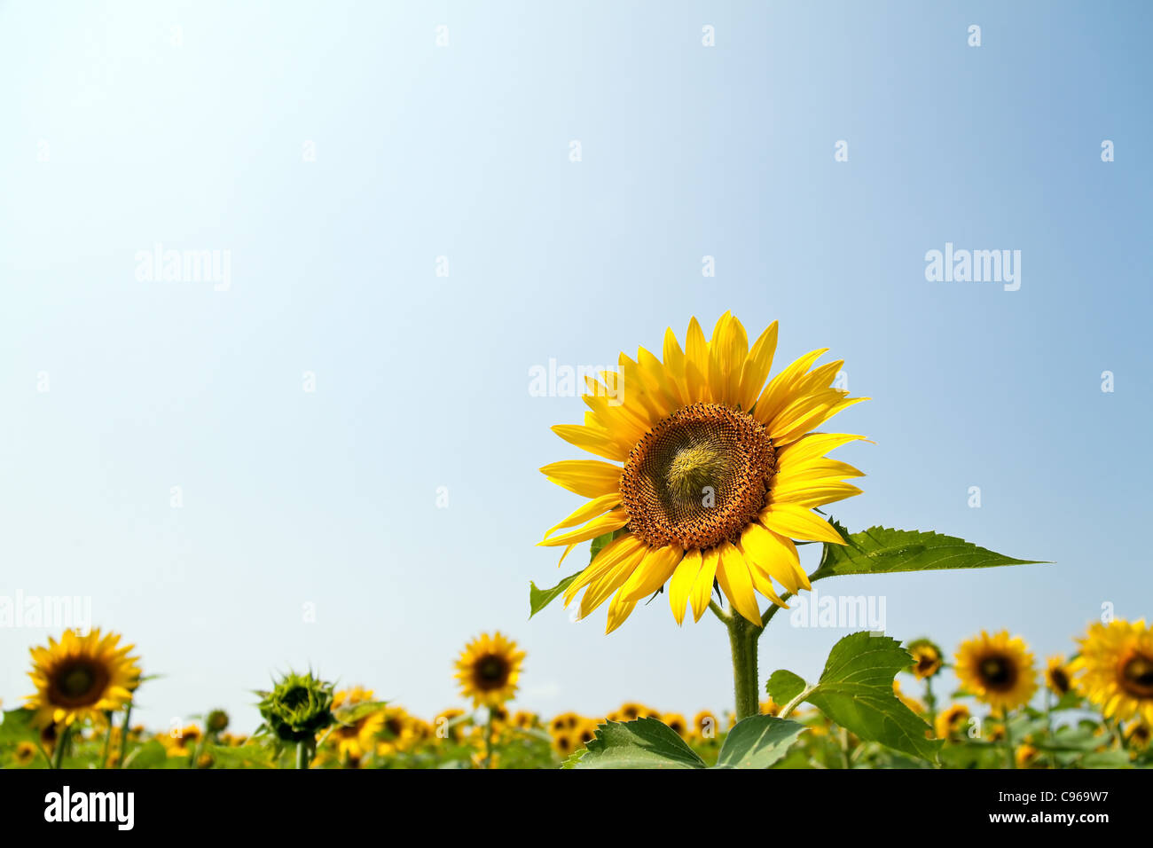 Many bright yellow sunflowers in a field Stock Photo - Alamy