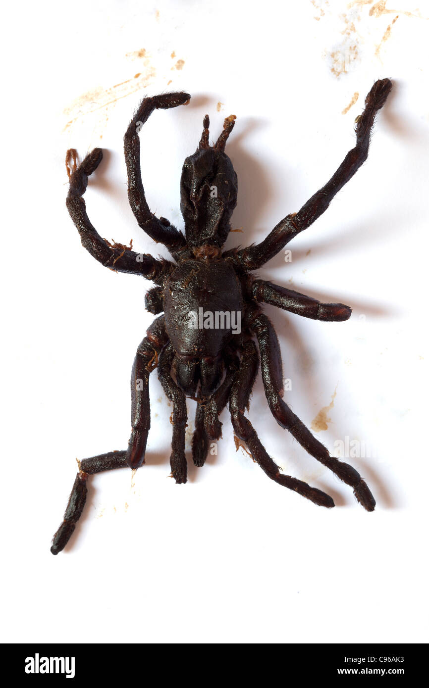 Stir Fried Tarantula Spider as sold at street food market in Cambodia -  An example of the strange or weird food eaten by people around the world Stock Photo