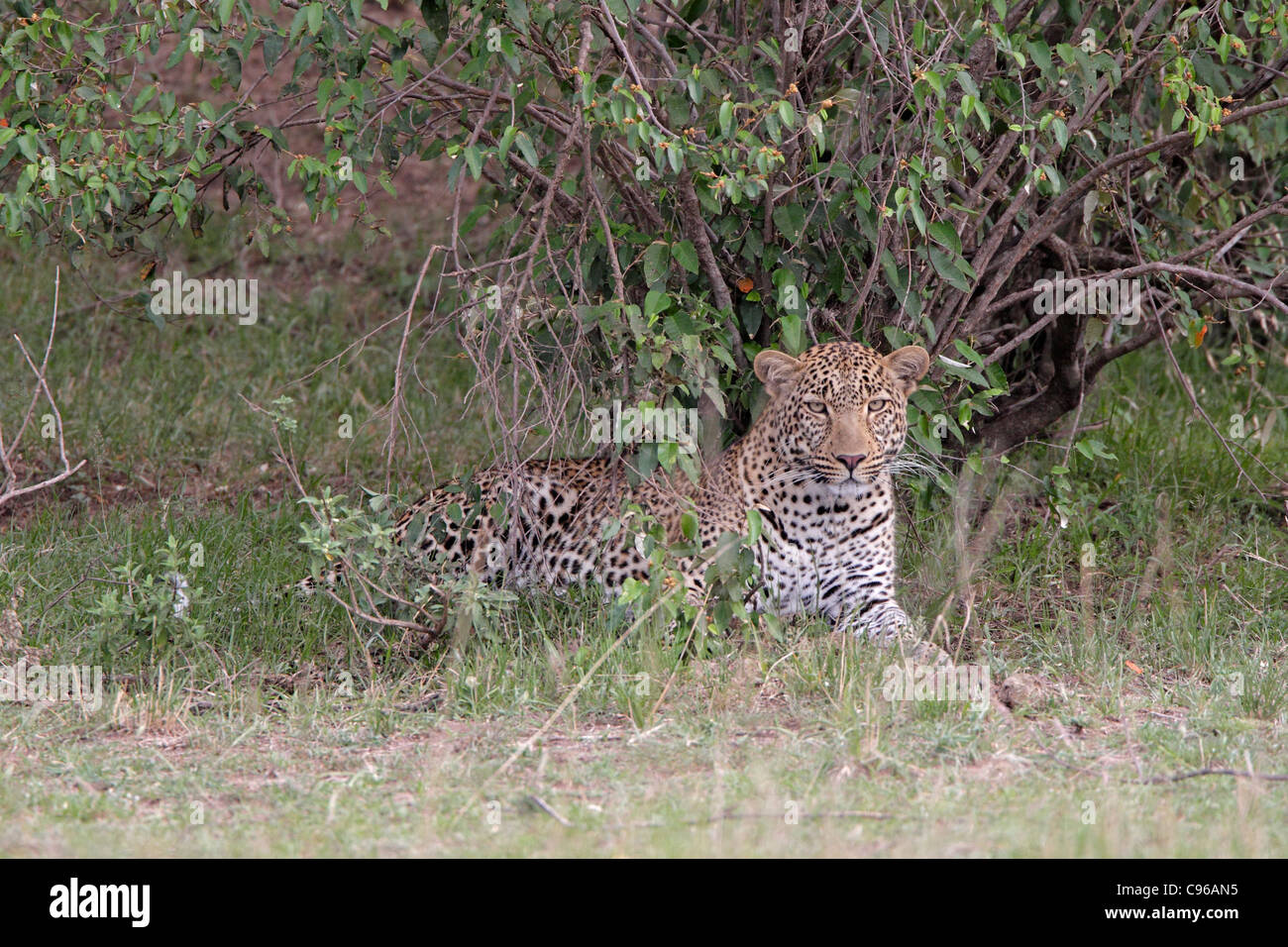 Leopard lying down hi-res stock photography and images - Alamy
