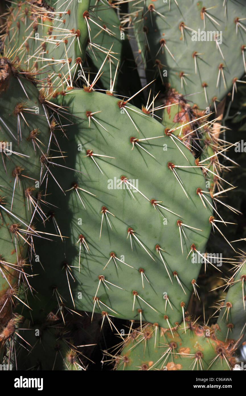 Detail of a cactus plant showing needle sharp spines. Stock Photo