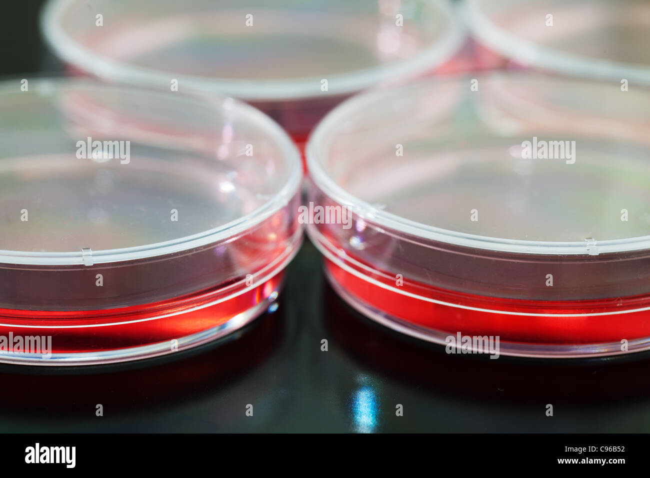 Petri dishes used for eukaryotic cell culture in  solid agar. Stock Photo