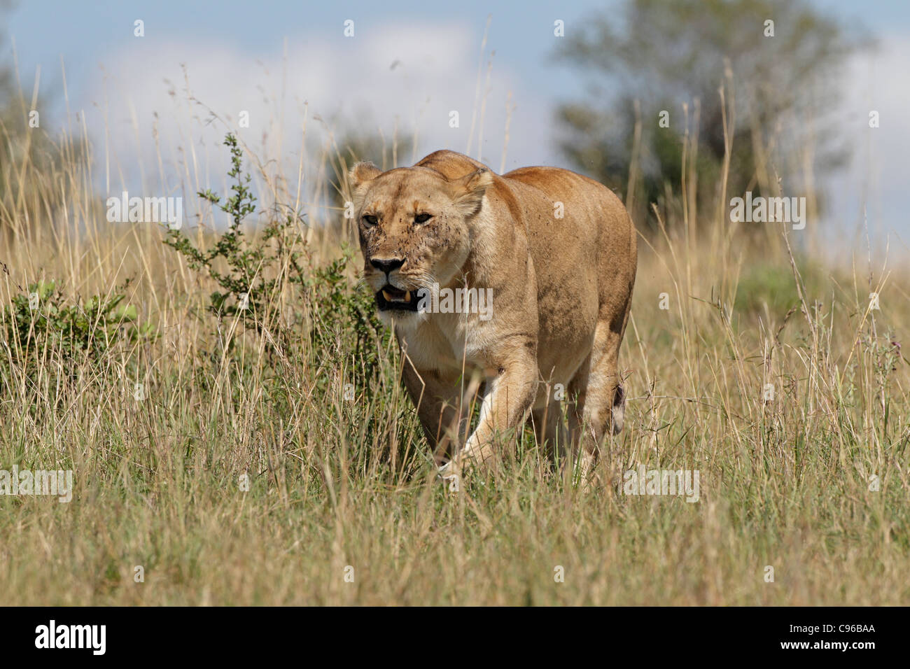 Female lion walking through long grass Stock Photo