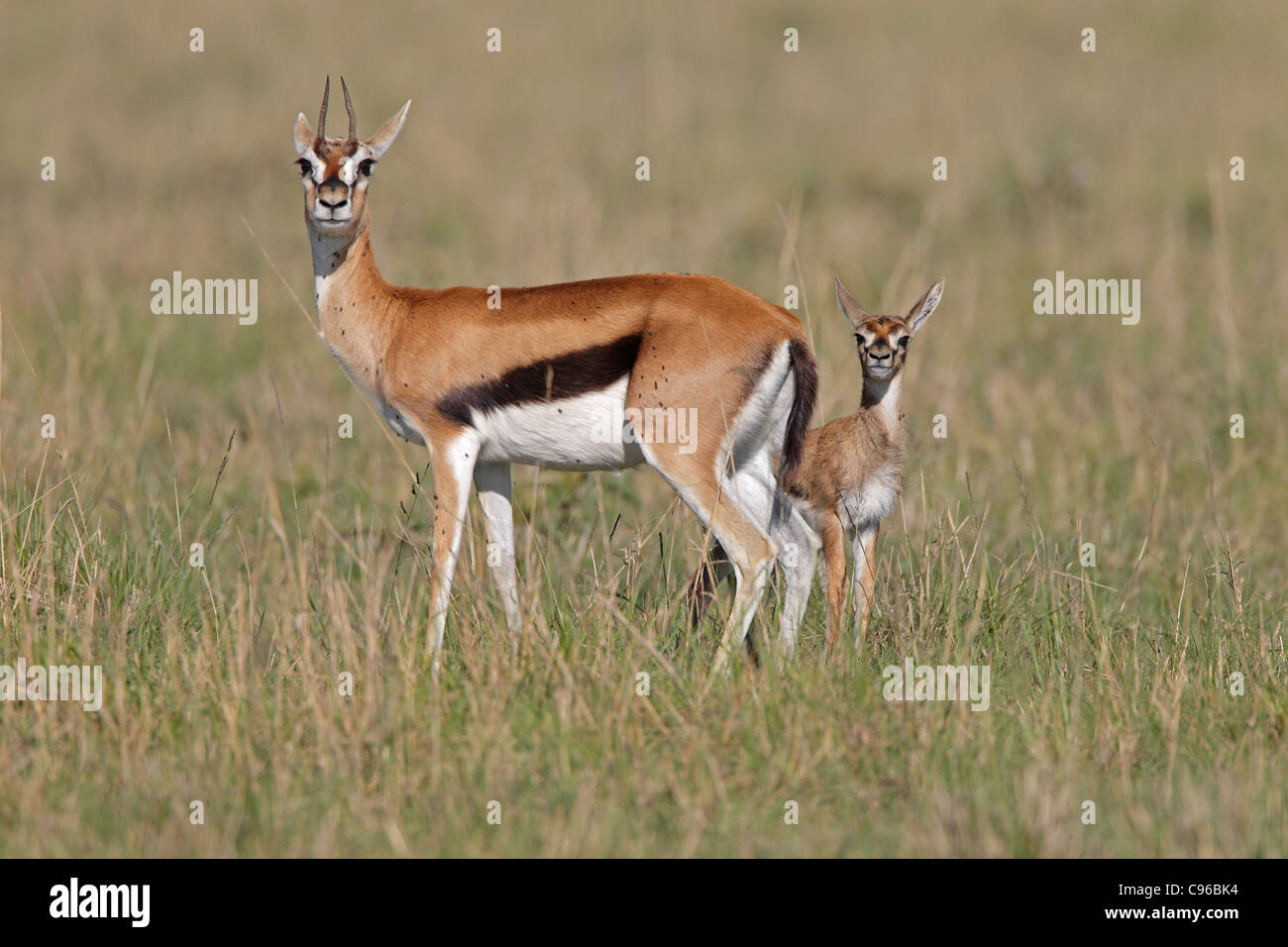 Thomsons gazelle with young Stock Photo