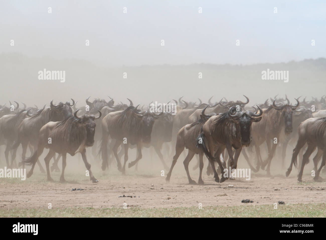 Herd of Wildebeest running Stock Photo