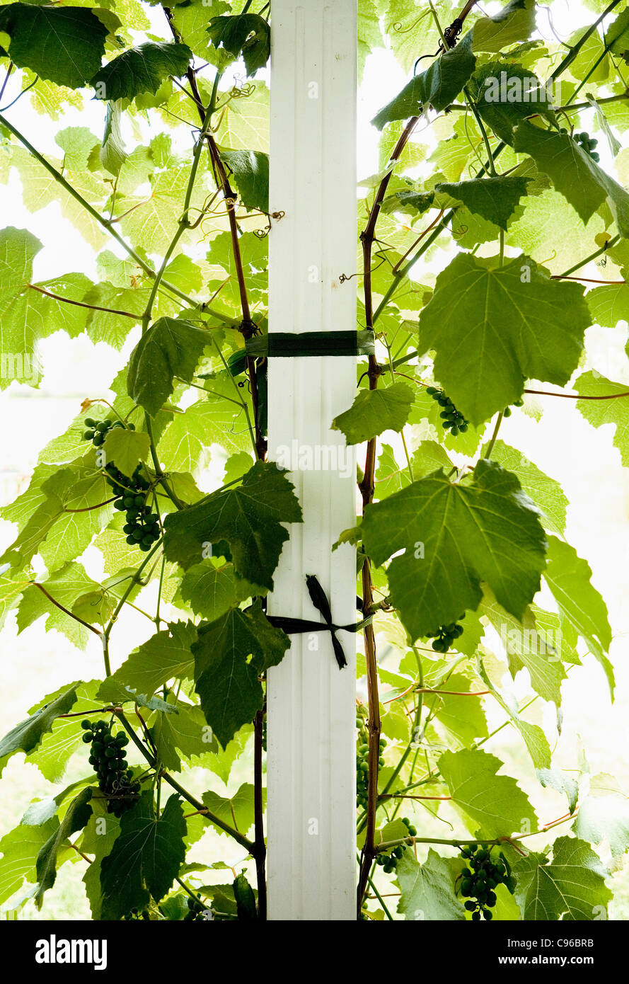 Detail of grapevine growing up a white post in Marlborough, New Zealand Stock Photo