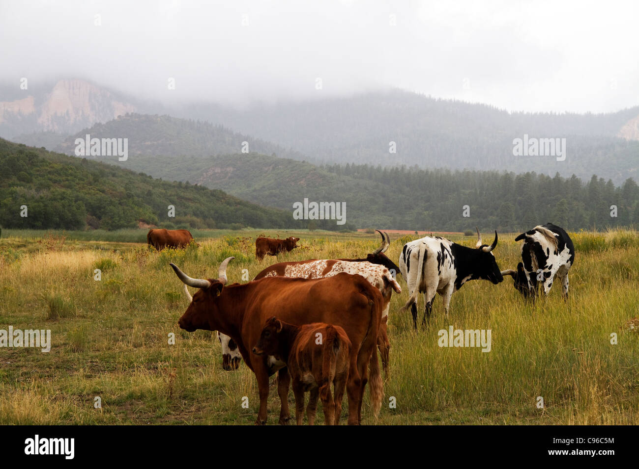 Longhorn cattle grazing Stock Photo