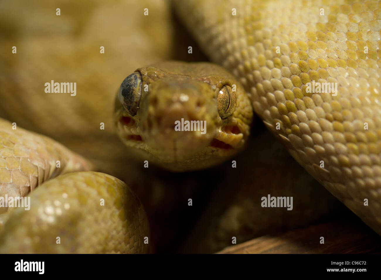 Corallus Hortulanus Amazon Tree Boa Shot From The Eye Level In ...