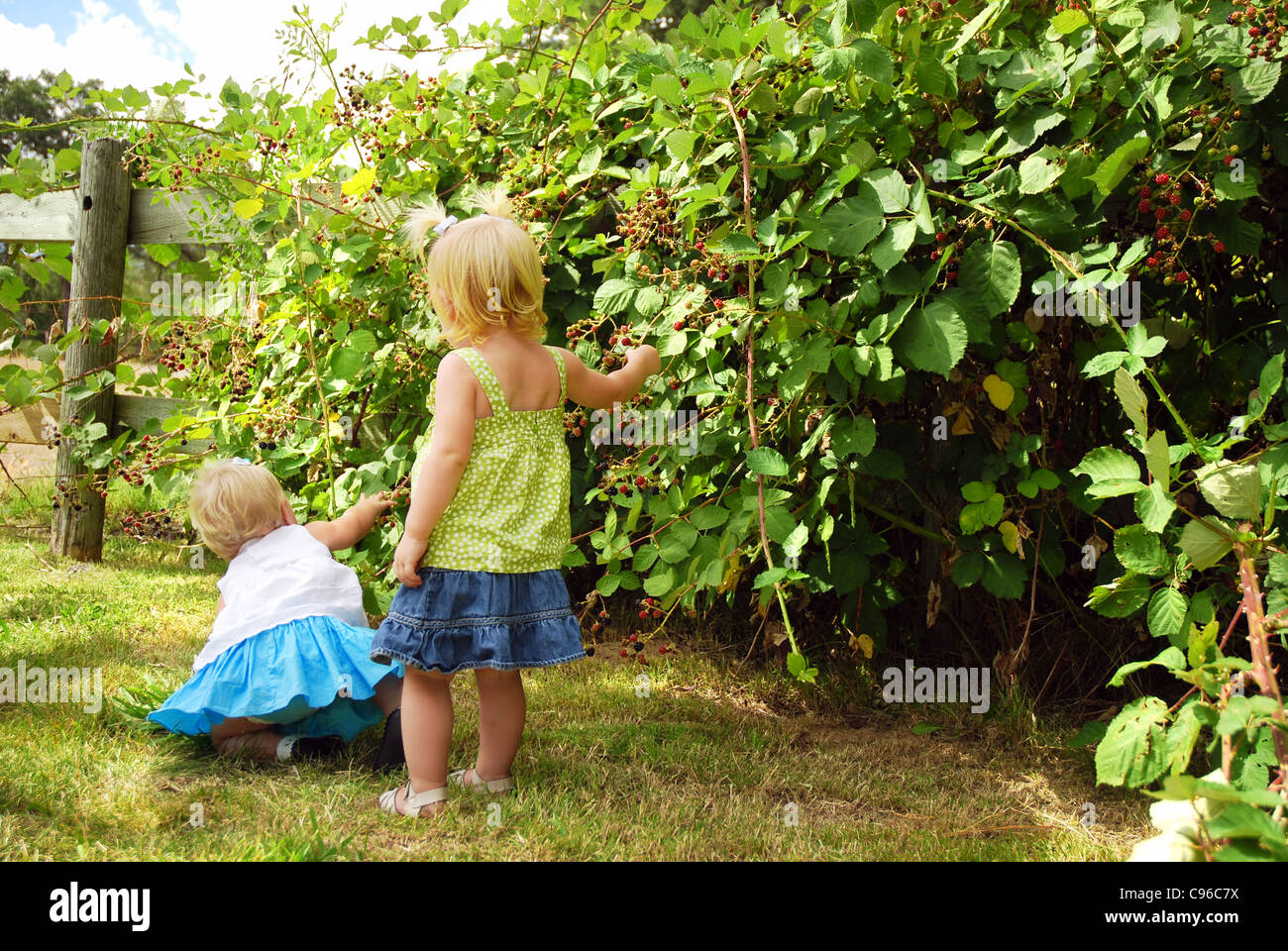 Two caucasian toddlers picking blackberries on farm Stock Photo Alamy