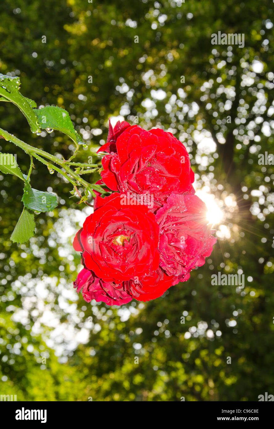 Sunlit Red Roses Bunch of red natural roses growing in garden beautifully sunlit in sun ...