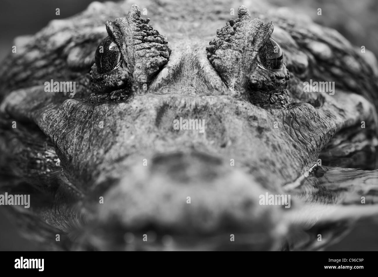Close Up Of An Adult Male Caiman Shallow Depth Of Field Focus On His Eye Stock Photo