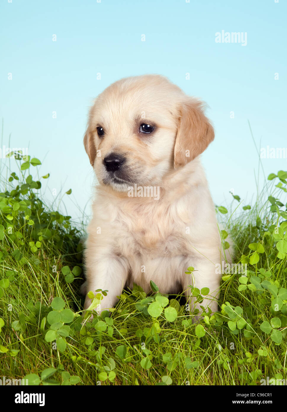 Golden retriever puppy of 6 weeks old in grass with clover Stock Photo ...
