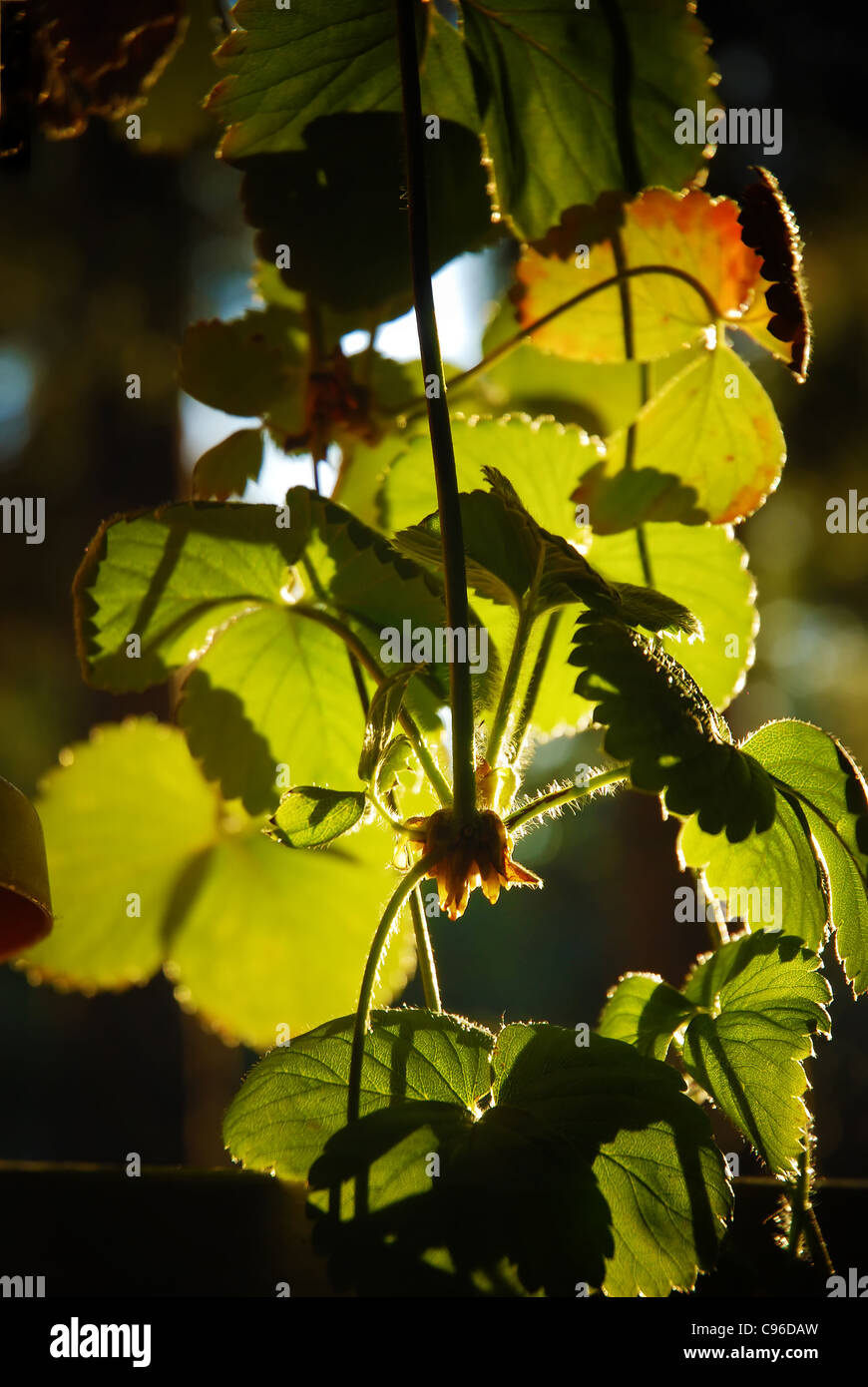 Strawberry plant roots hi-res stock photography and images - Alamy