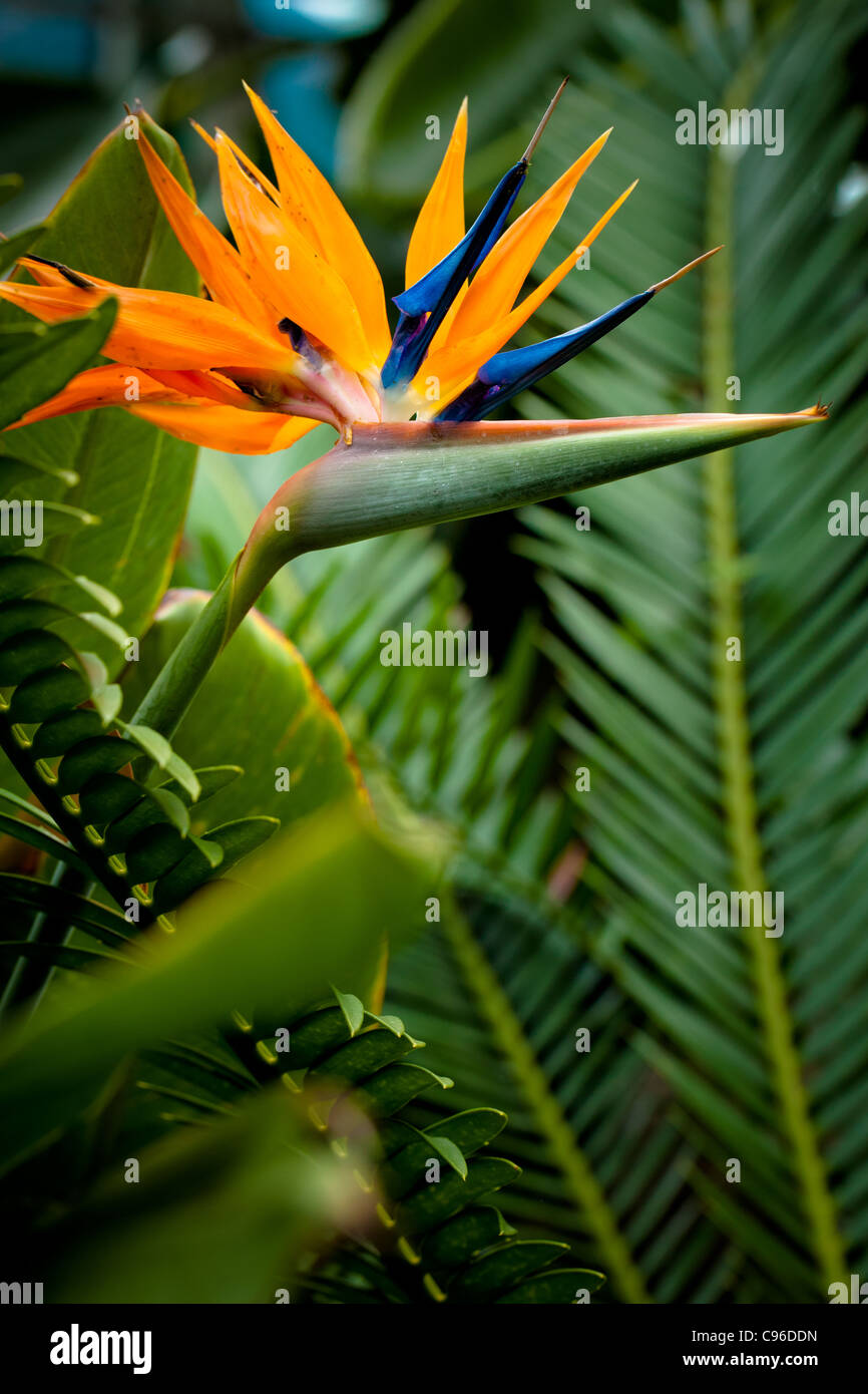 Bird of Paradise Stock Photo