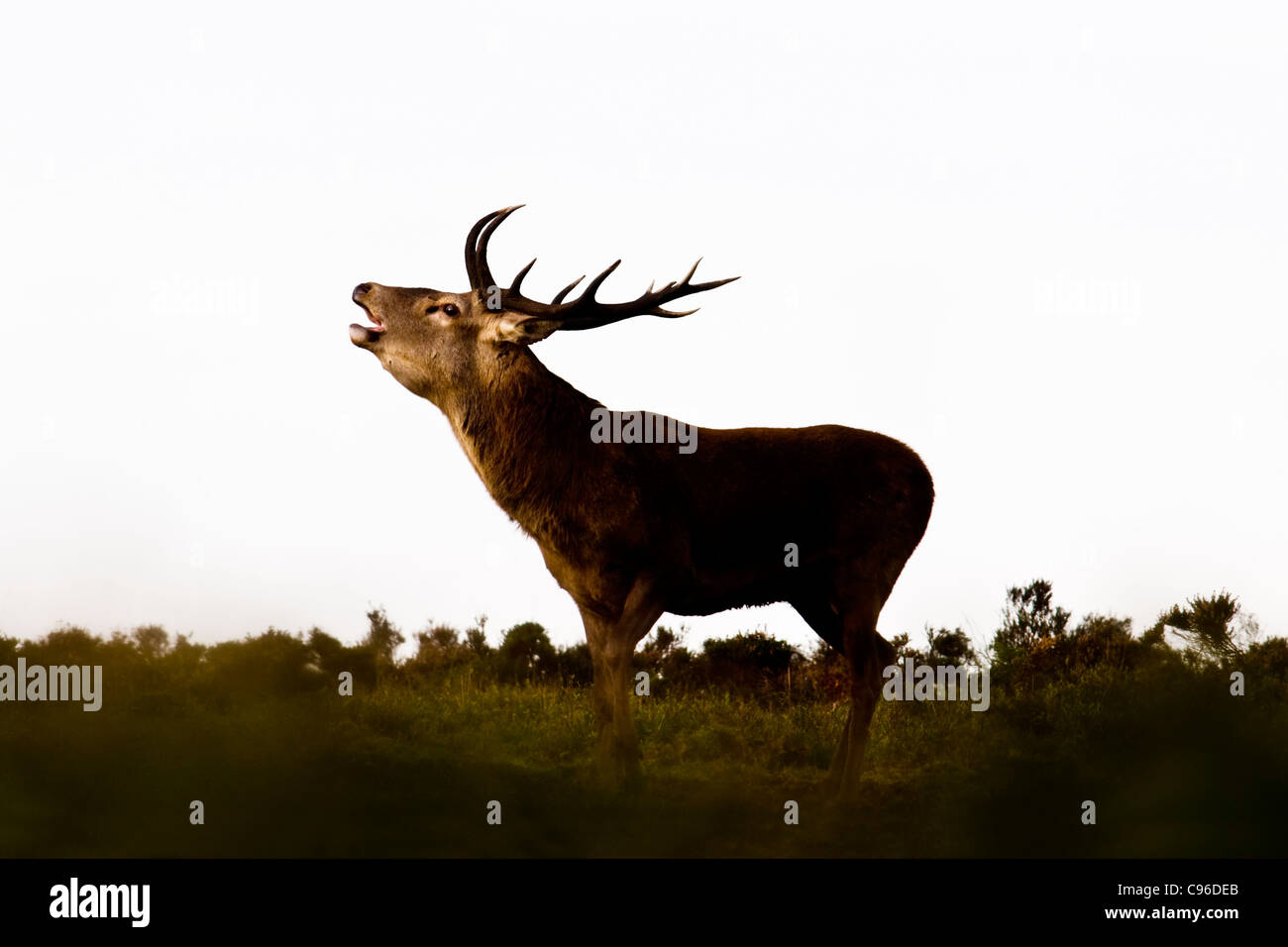 Red deer stag roaring at first light Stock Photo