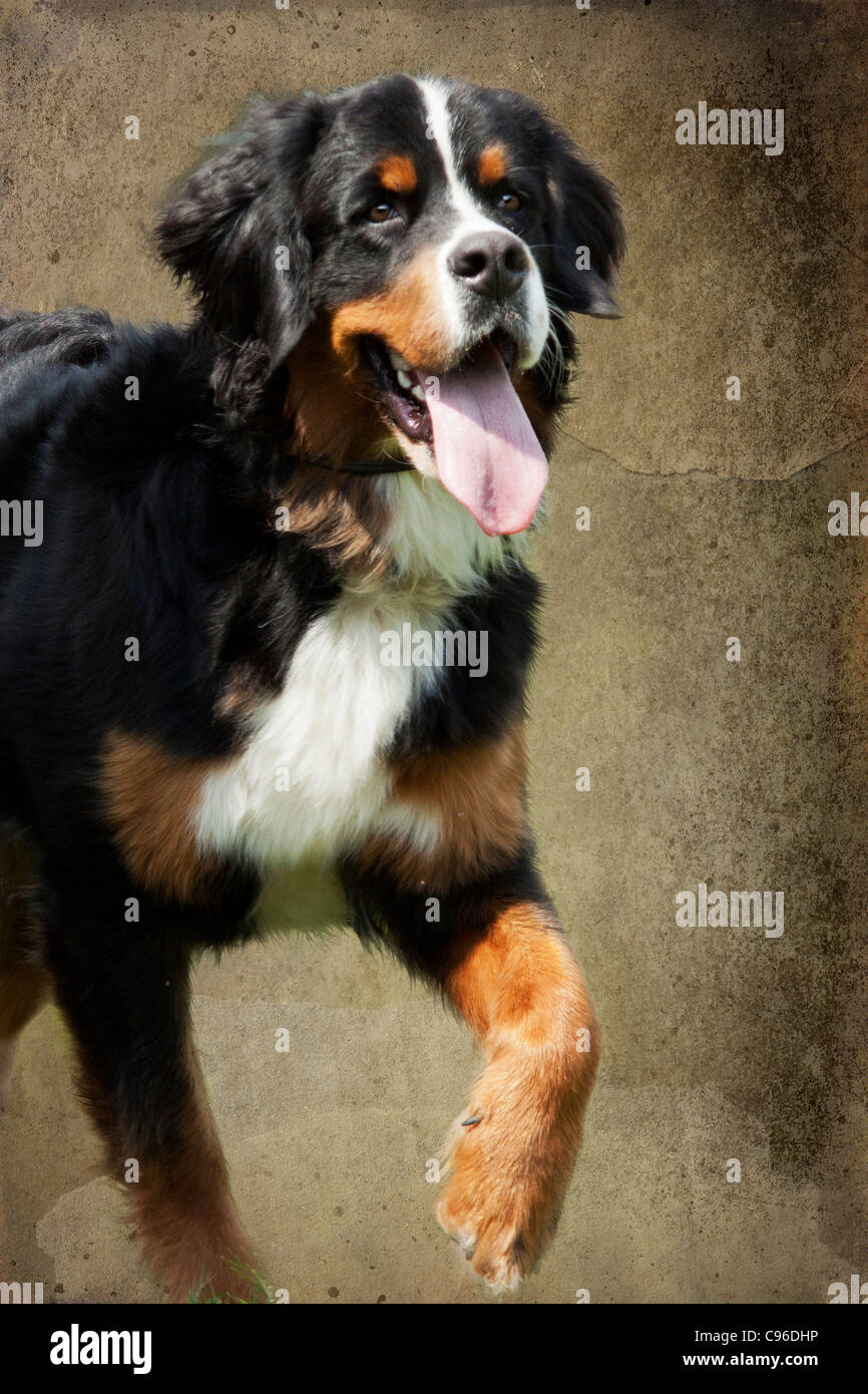 Burmese Mountain Dog Stock Photo