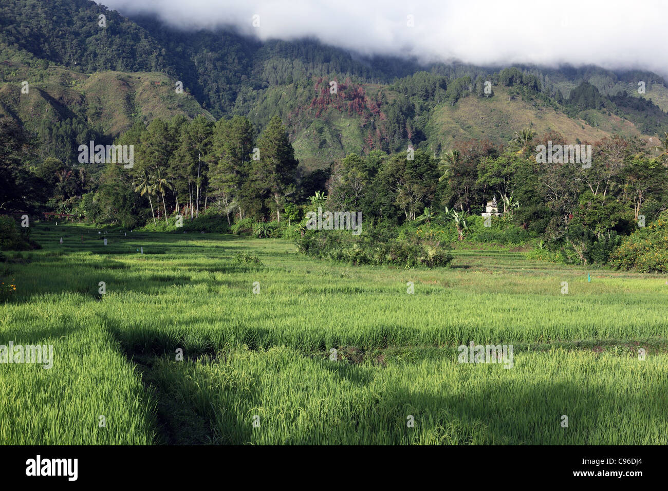Lush rice fields on Samosir Island, Lake Toba Stock Photo - Alamy