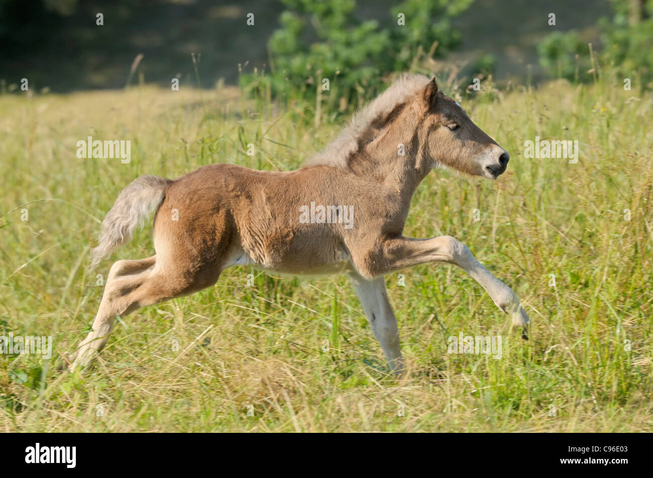 Icelandic horse foal galloping in the field Stock Photo Alamy