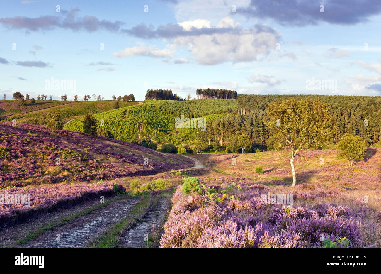 Path through heather on heathland down into Sherbrook Valley in summer Cannock Chase Country Park AONB Stock Photo