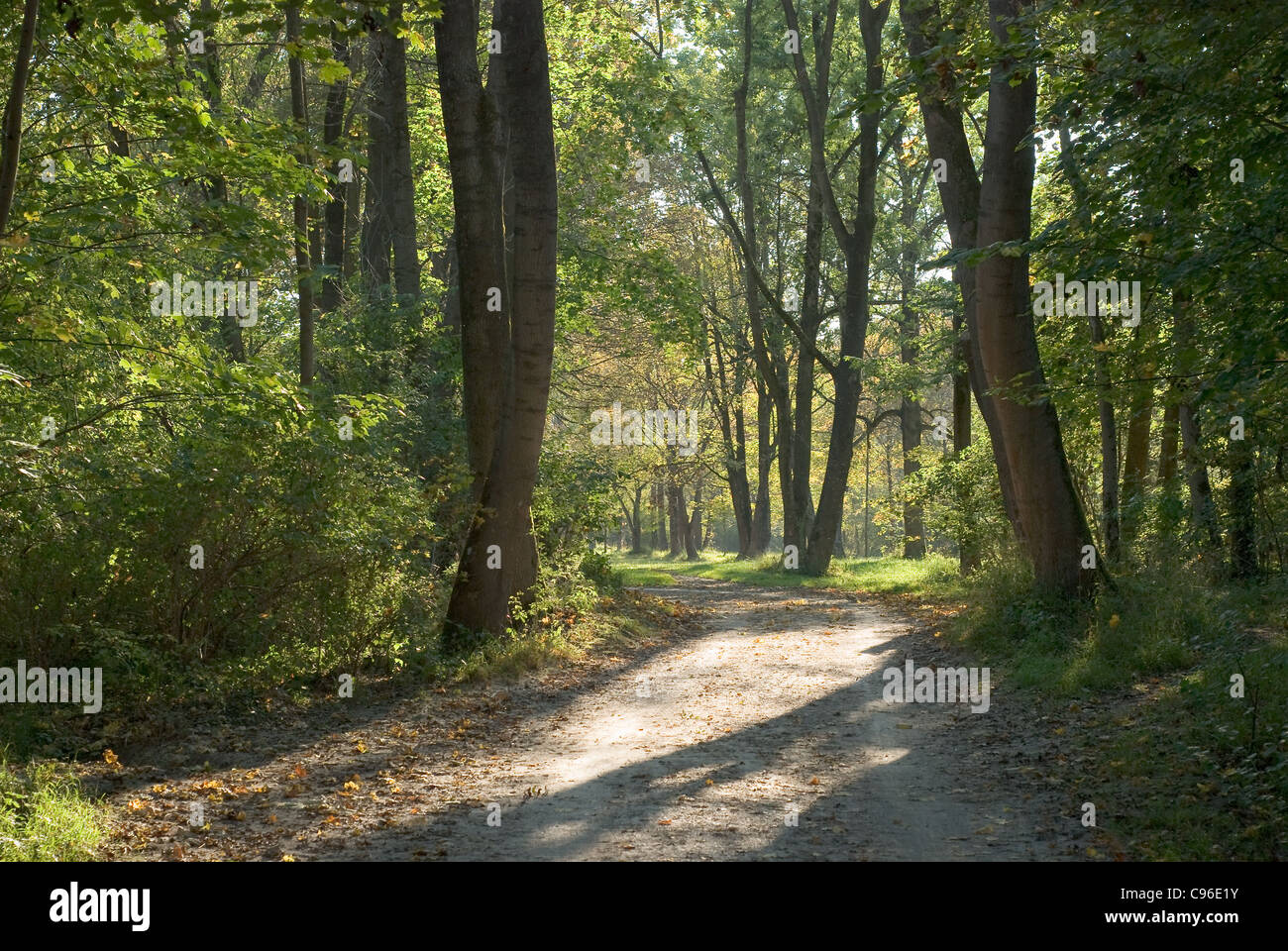 Landscape with Shady Lane in Early Autumn Stock Photo