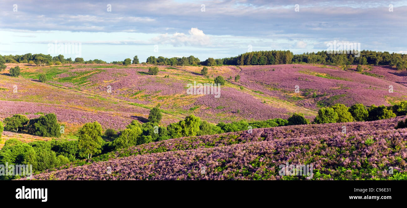 View across heathland banks of heather, hills covered by heather in bloom in summer on Cannock Chase AONB Stock Photo